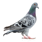 Pigeon control stops pigeons